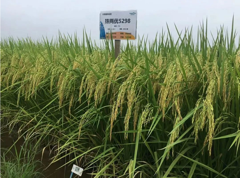金沙js6038,长沙稻谷种植与销售,长沙农作物品种的选育,长沙农业病虫害防治服务